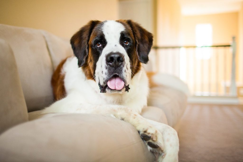 St. Bernard dog looks at the camera while laying on a couch indoors.