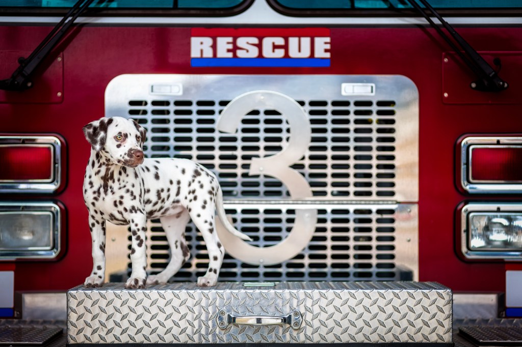 Dalmatian on a fire truck