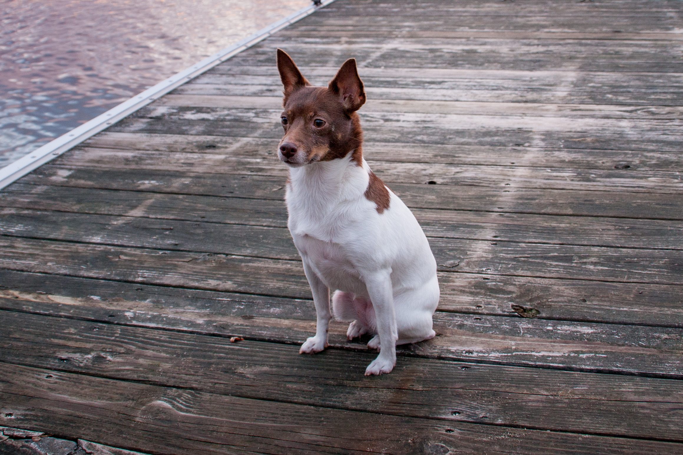 A happy looking brown and white Rat Terrier, a smart and persistent dog breed, sitting on a wooden pathway on the beach.