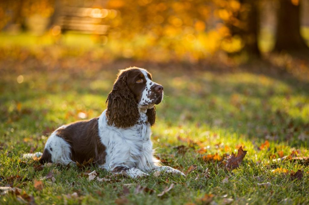 Sitting English cocker spaniel. Autumn