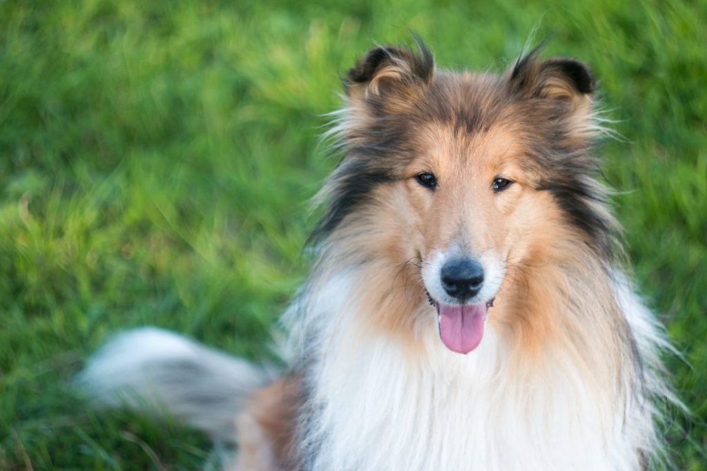 Portrait of beautiful rough collie sitting in the grass.