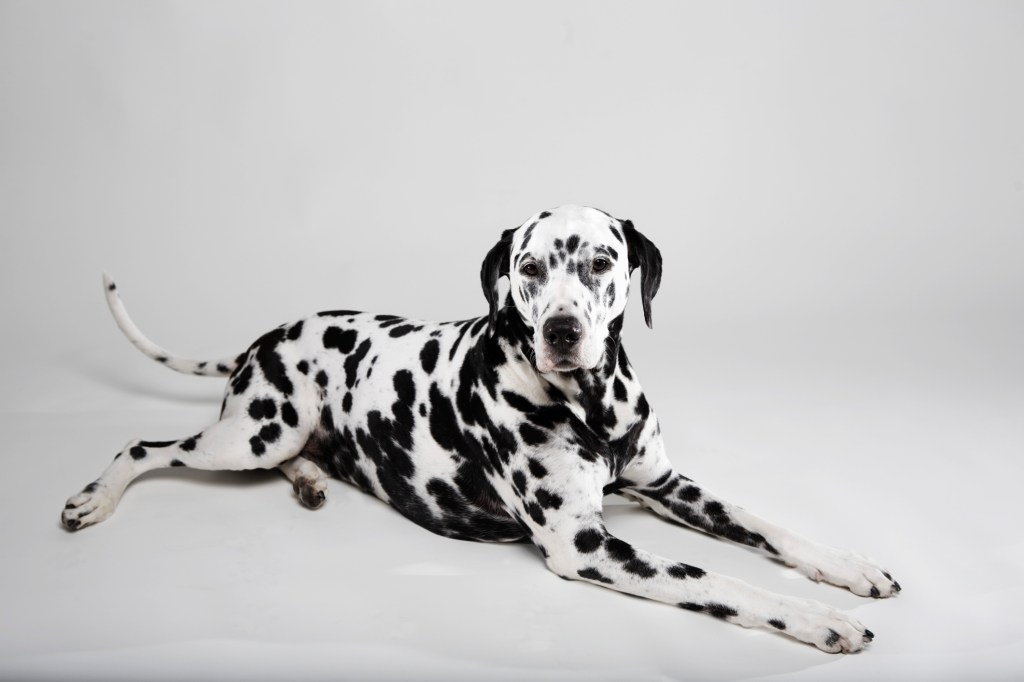 Dalmatian full body