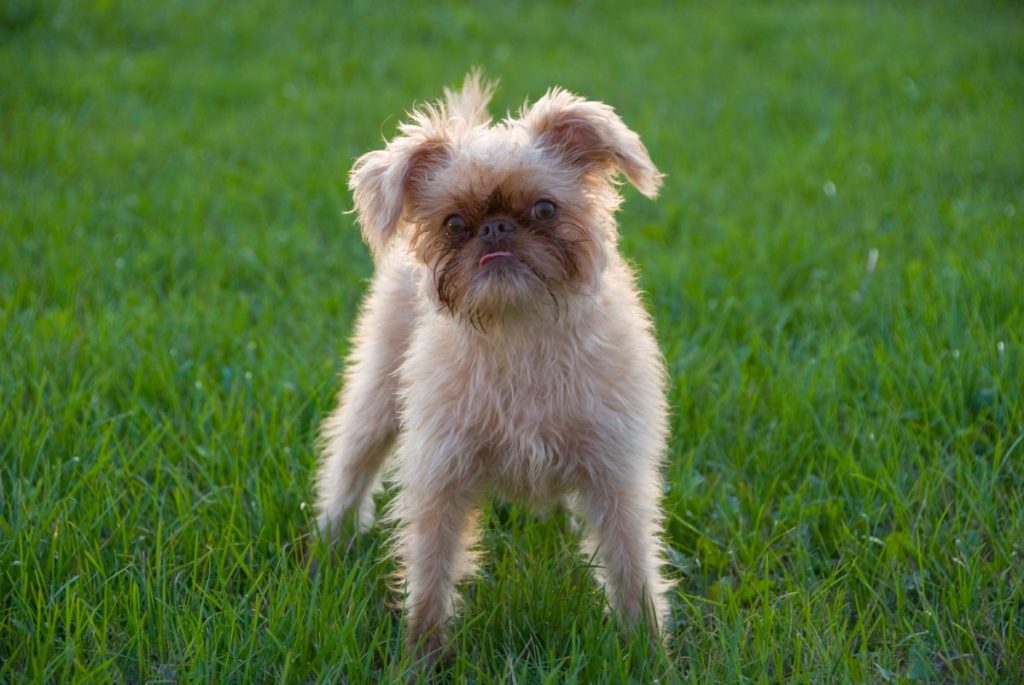 cream brussels griffon in grass