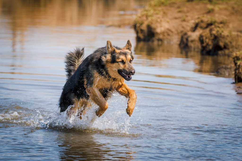 German Shepherd