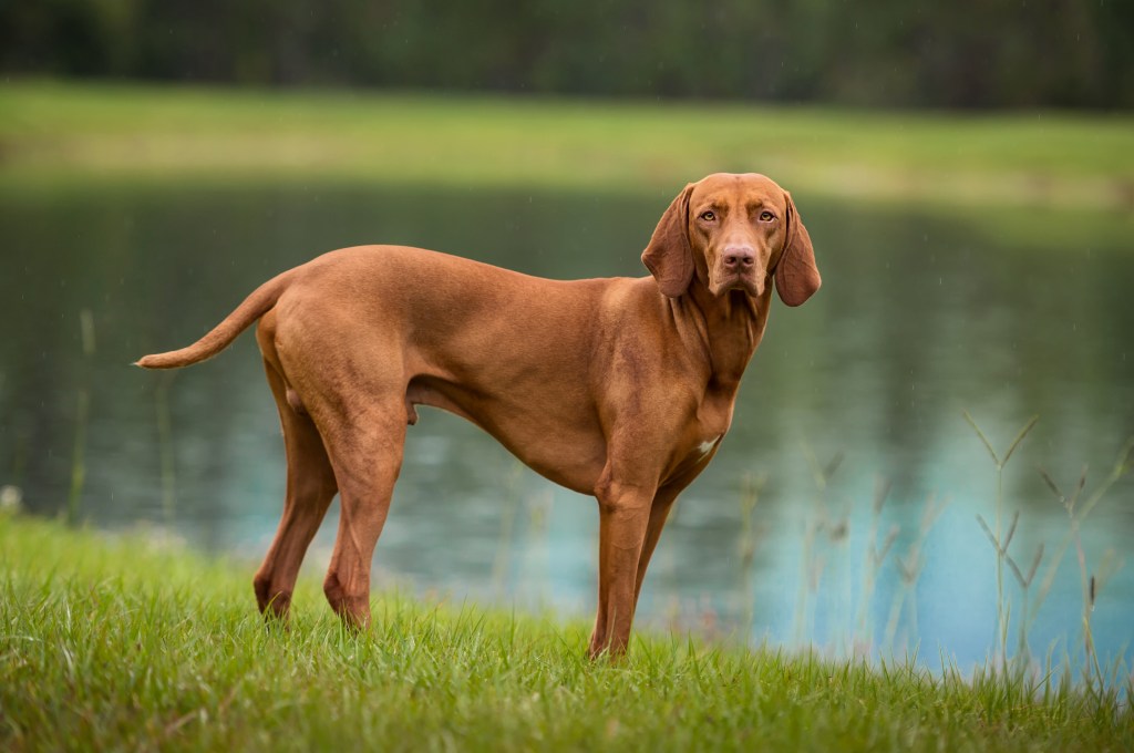 Vizsla stands on the edge of lake.