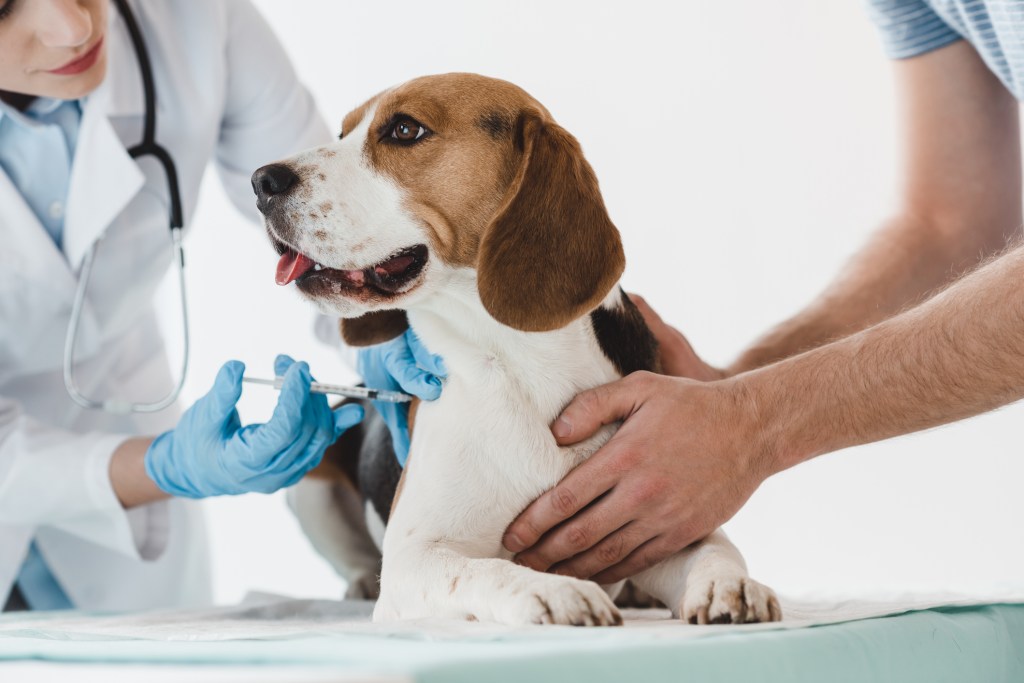 Beagle dog getting vaccinations.