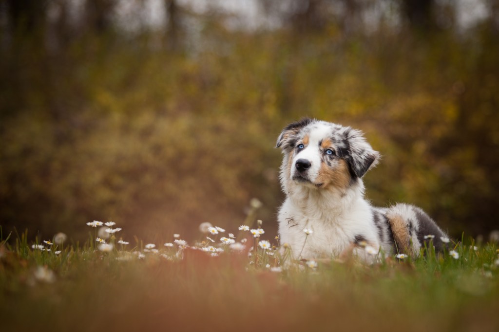 Australian Shepherd puppy lying in field