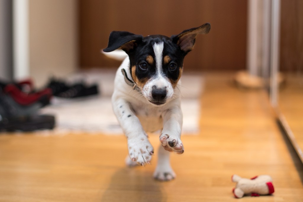 A happy Rat Terrier puppy, a dog breed first originating in the US, running down a hallway. 