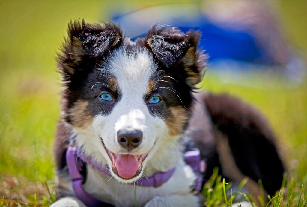 Australian Shepherd puppy