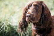 field spaniel standing