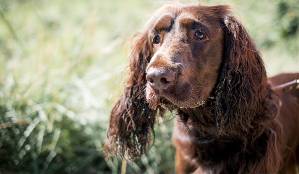 field spaniel standing