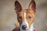 basenji standing alert