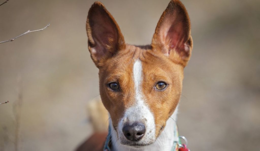 basenji standing alert