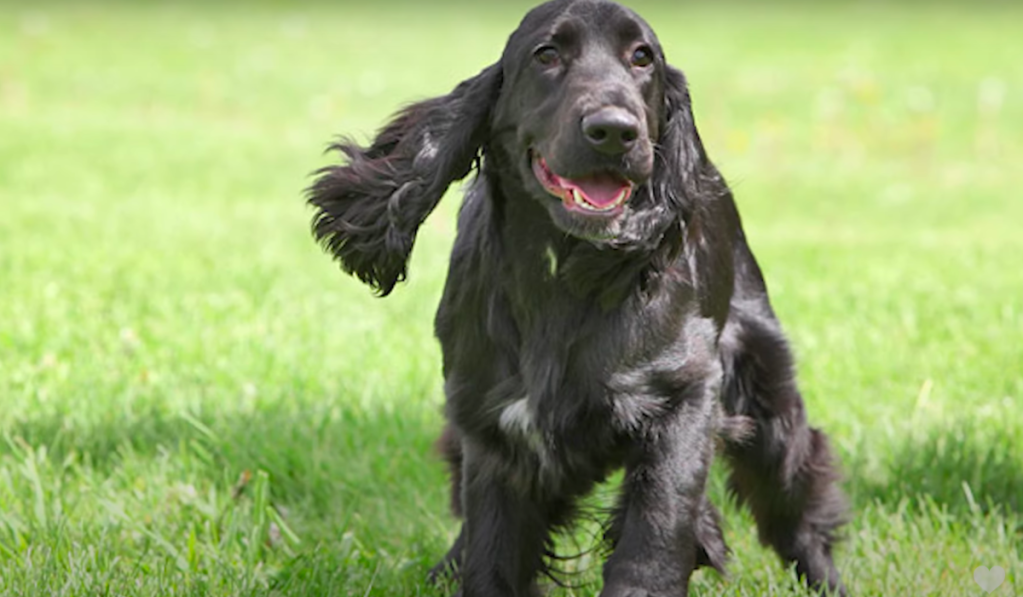 dark brown field spaniel