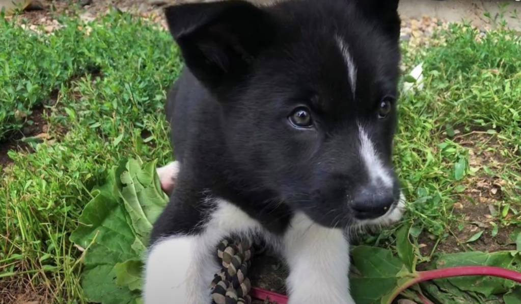 Karelian Bear Dog puppy