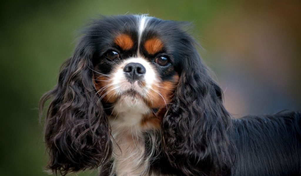 English Toy Spaniel