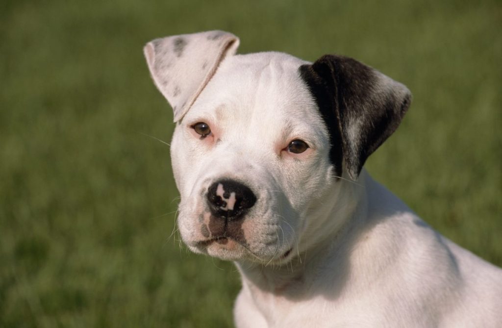 American Bulldog puppy