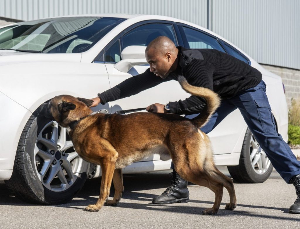 police dog sniffing car