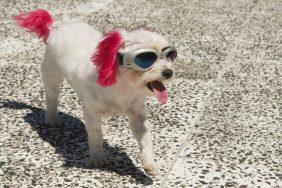 dog with dyed ears and tail wearing sunglasses