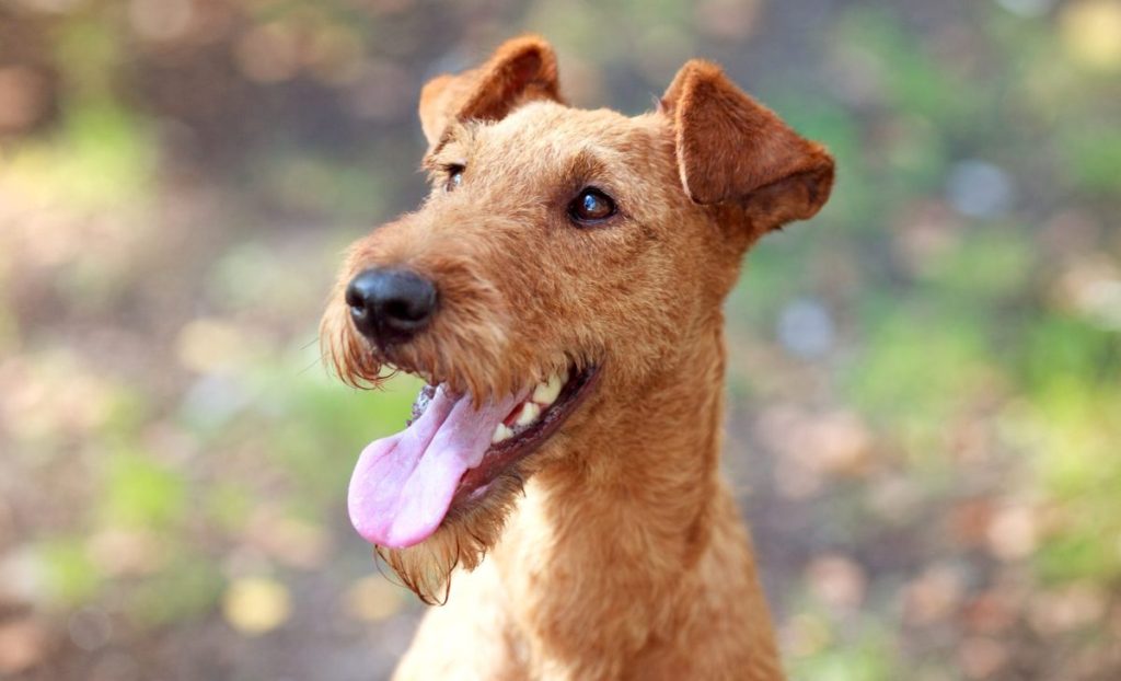 irish terrier portrait