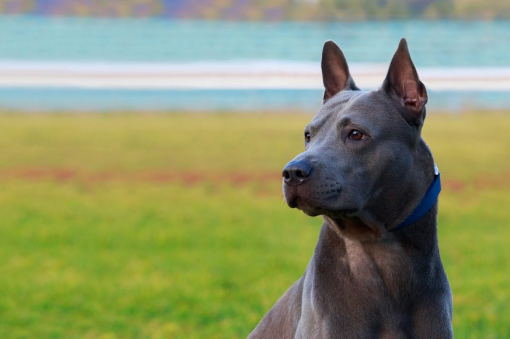 dog breed Thai Ridgeback