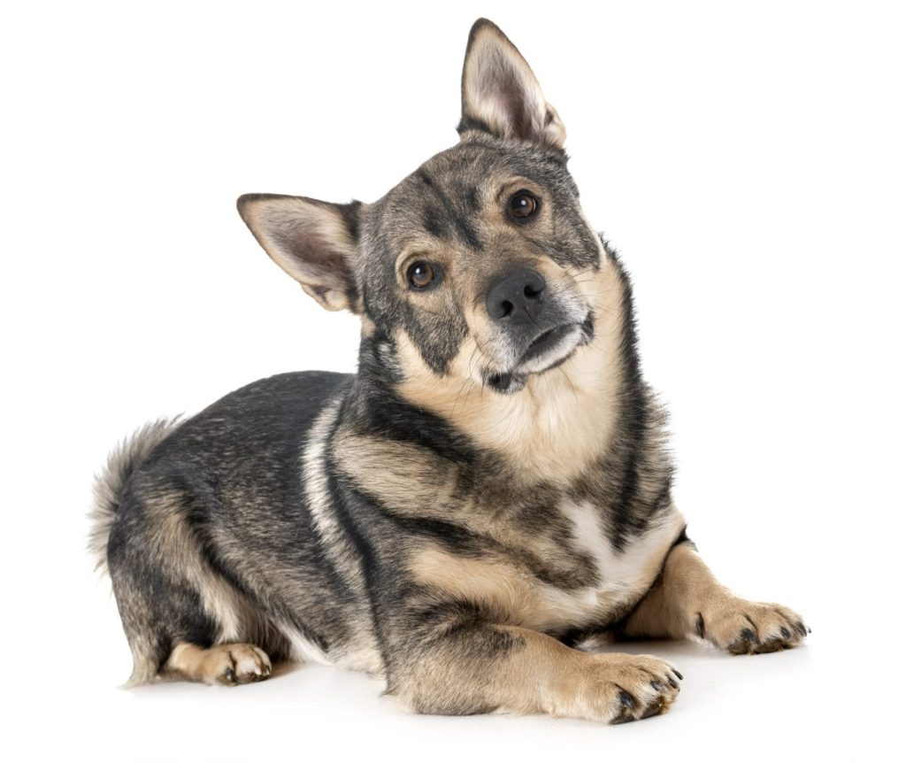 Swedish Vallhund in front of white background