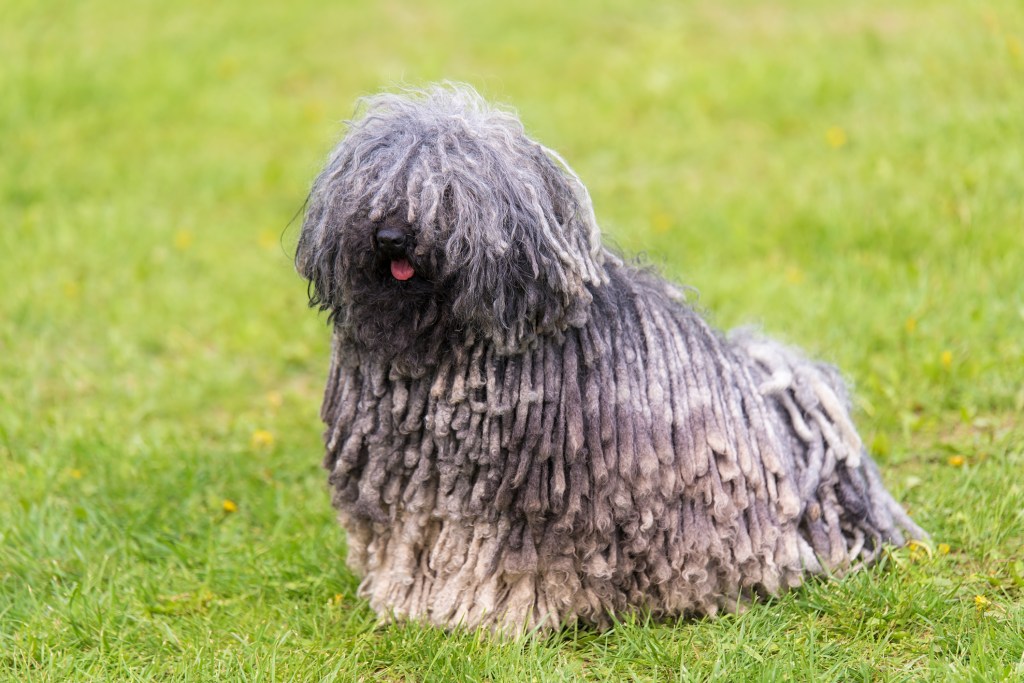 A grey, corded-coated Hungarian Puli dog sits in the grass.