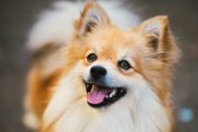 orange mini german spitz