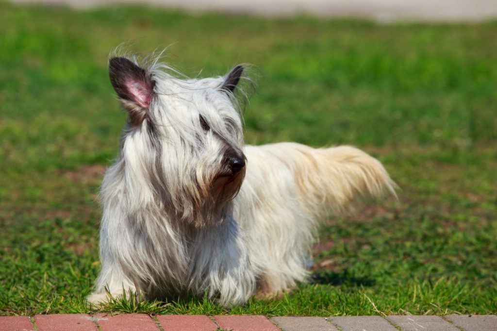 rare Skye Terrier