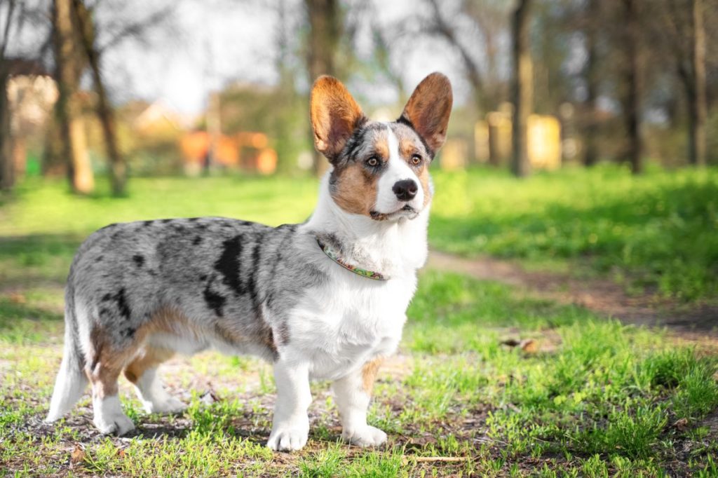 Pembroke welsh corgi cardigan