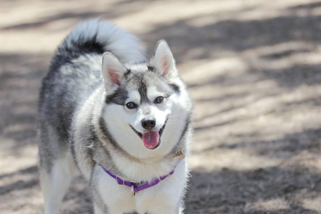 "miniature husky"