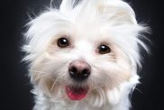 A happy Maltese dog staring up at the camera against a black studio backdrop.