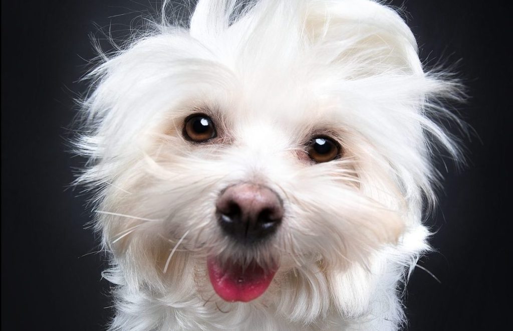 A happy Maltese dog staring up at the camera against a black studio backdrop.