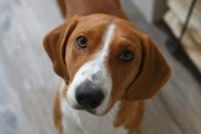 Close up of a Drever dog looking into camera.