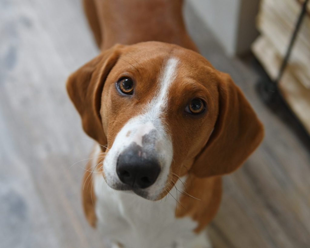 Close up of a Drever dog looking into camera.