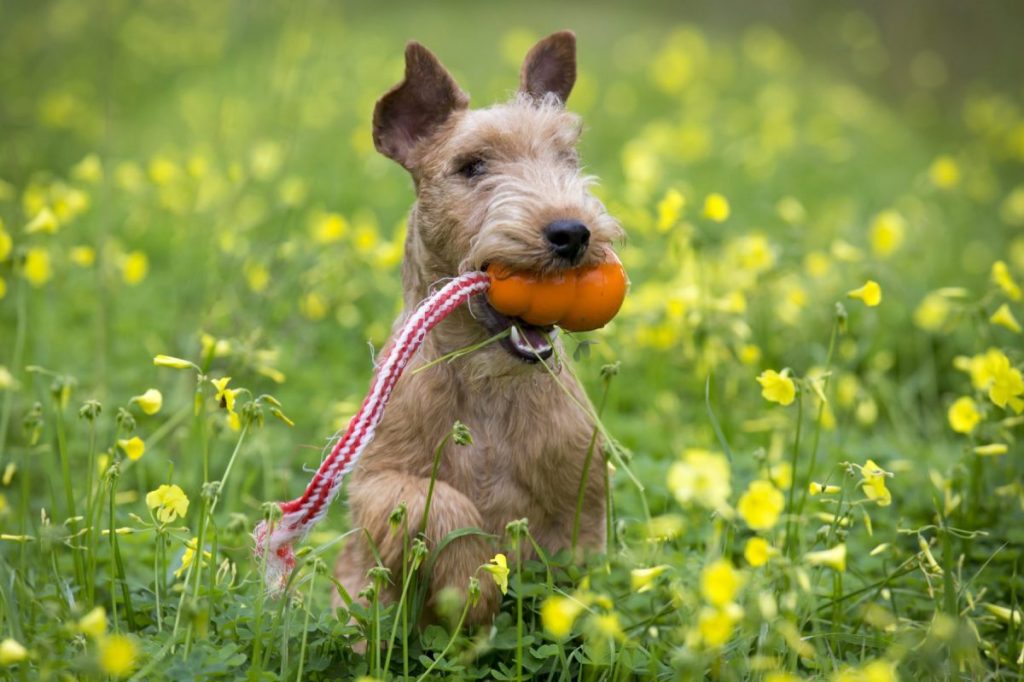 happy lakeland terrier