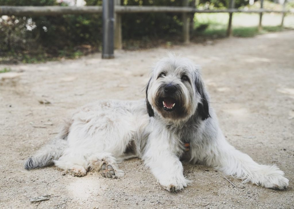 Polish lowland sheepdog sitting