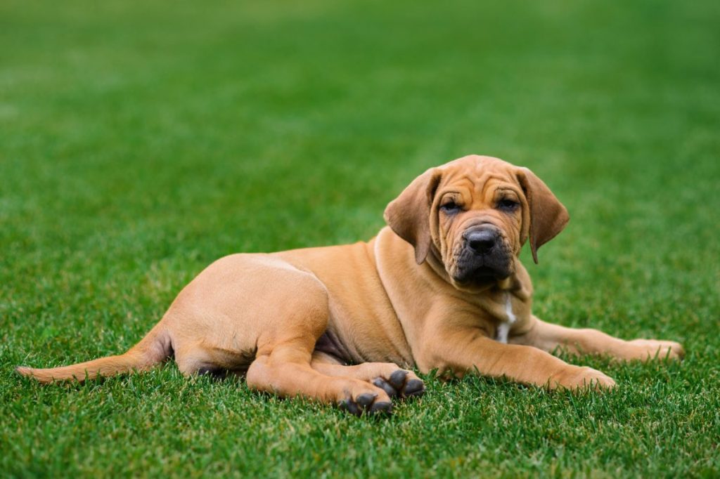 Adorable Fila Brasileiro puppy portrait