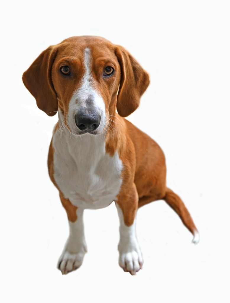 Drever dog standing on a white backdrop.