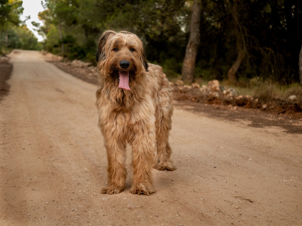 Briard dog with long brown hair and his tongue out looking at the camera