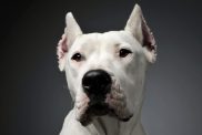 adorable Dogo Argentino