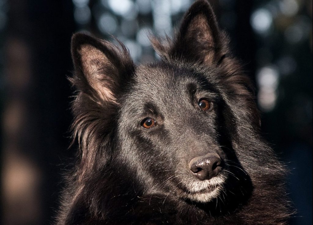 dog of breed Groenendael