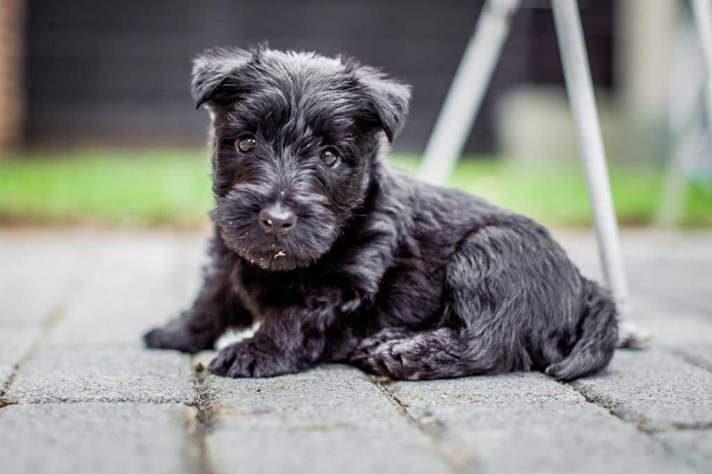 Scottish Terrier Puppy laying on the sidewalk.