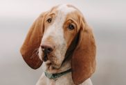 Bracco italiano portrait