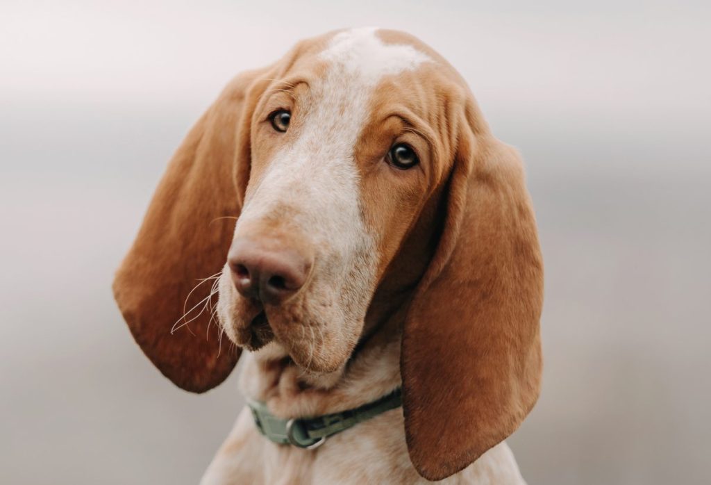 Bracco italiano portrait