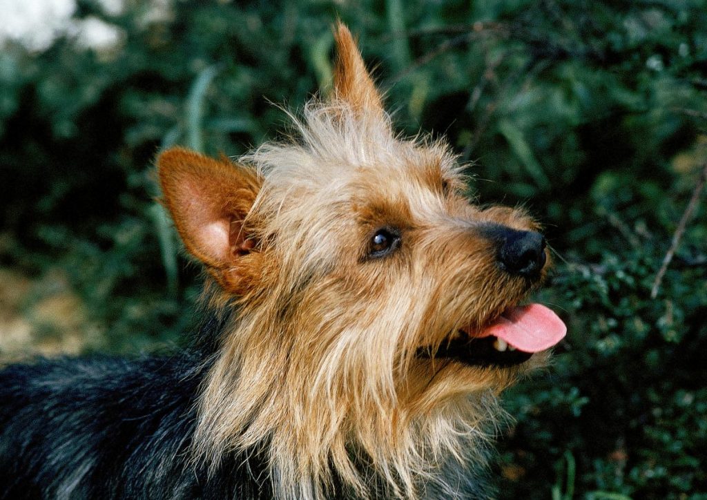 Close up of an Australian Terrier standing in front of a bush