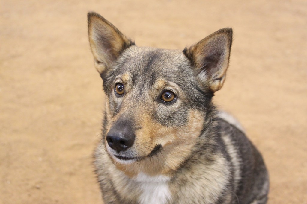 Close up of a Swedish Vallhund dog.