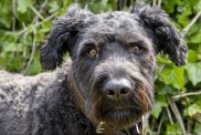 beautiful bouvier des flandres