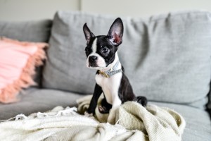 Boston Terrier on the couch