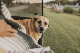 dog sitting in golf cart